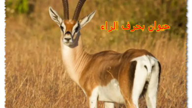 حيوان بحرف الراء