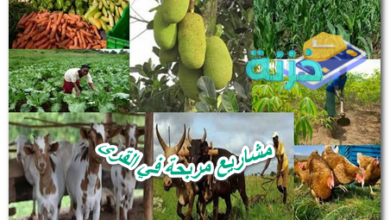 مشاريع مربحة في القرى