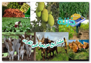 مشاريع مربحة في القرى