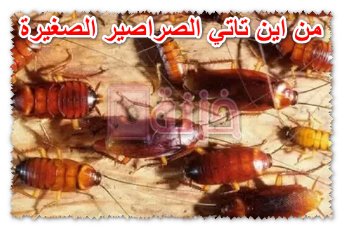 من اين تاتي الصراصير الصغيرة